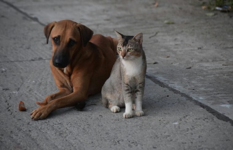 Programa mensal de castração gratuita do GDF beneficiará 720 animais em fevereiro