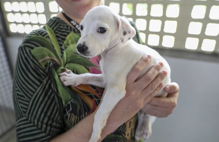 Animais resgatados em operação na Candangolândia estão disponíveis para adoção