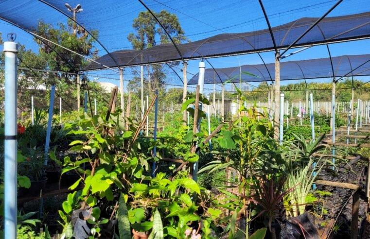 Curso gratuito ensina a comunidade a criar e cuidar de viveiros