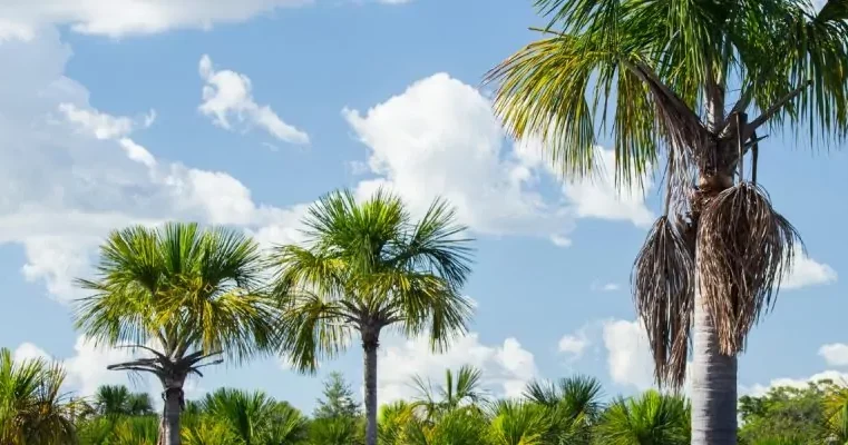 Empresa de Regularização de Terras Rurais lança o primeiro edital de CDU em 2025