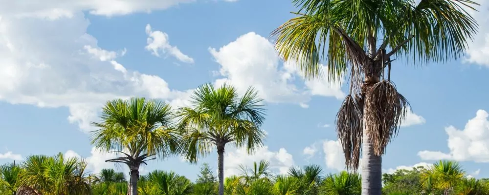 Empresa de Regularização de Terras Rurais lança o primeiro edital de CDU em 2025 Empresa de Regularização de Terras Rurais lança o primeiro edital de CDU em 2025