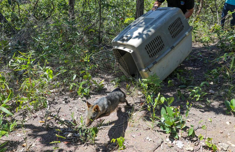 Fêmea de cachorro-do-mato recuperada no DF é devolvida à natureza nesta sexta-feira (28)