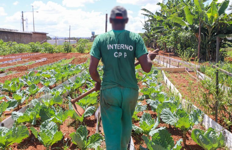 Horta contribui com ressocialização de custodiados e oferece alimentos de qualidade a instituições sociais 