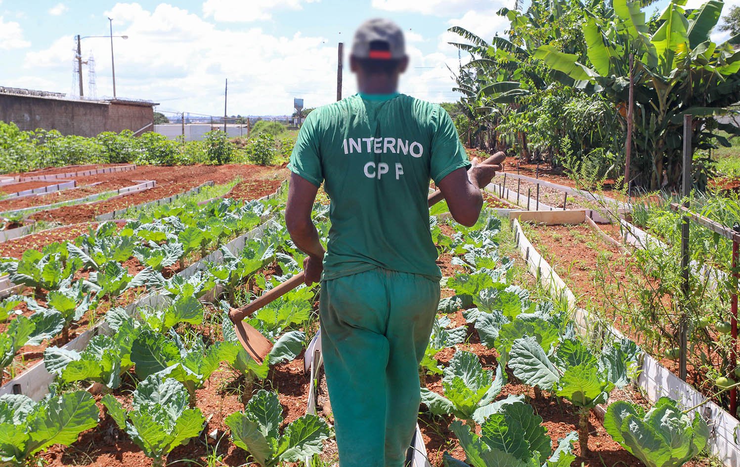 Horta contribui com ressocialização de custodiados e oferece alimentos de qualidade a instituições sociais 