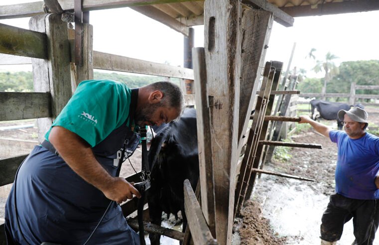 Melhoramento genético de gado aumenta produtividade e traz sustentabilidade a propriedades rurais do DF