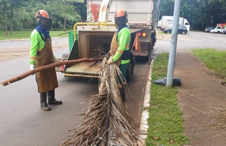 Resíduos vegetais viram composto para produção de mudas e manutenção de áreas verdes