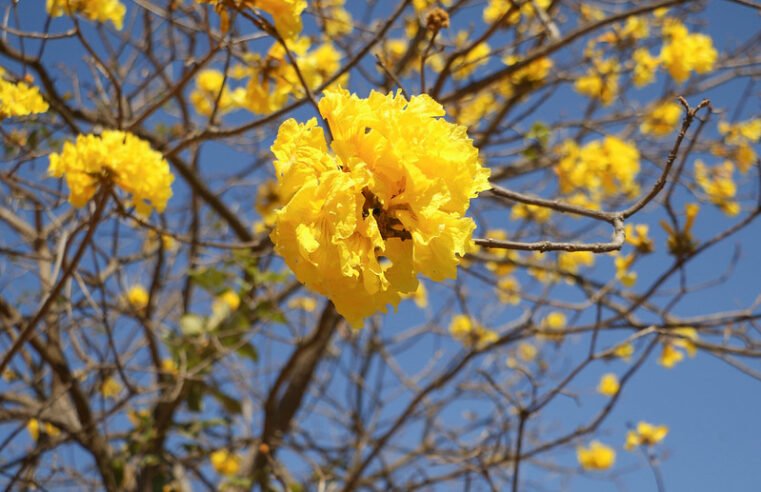 Resolução define regras para a 5ª Conferência Distrital do Meio Ambiente