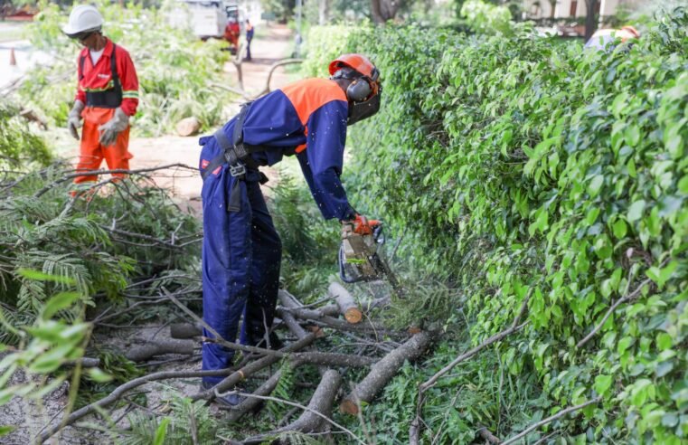 Saiba como e quando solicitar poda de árvores ao GDF