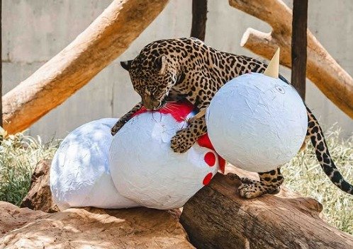 Zoo comemora Carnaval com enriquecimentos ambientais temáticos abertos ao público