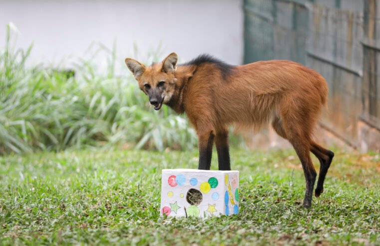 Alimentação surpresa para animais diverte visitantes do Zoológico de Brasília