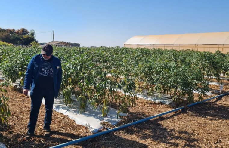 Com o uso de tecnologias, novas variedades de mandioca podem chegar a produzir 64 kg por hectare