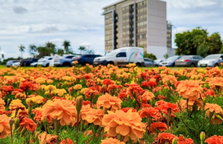 Cuidados diários mantêm canteiros ornamentais floridos por todo o DF