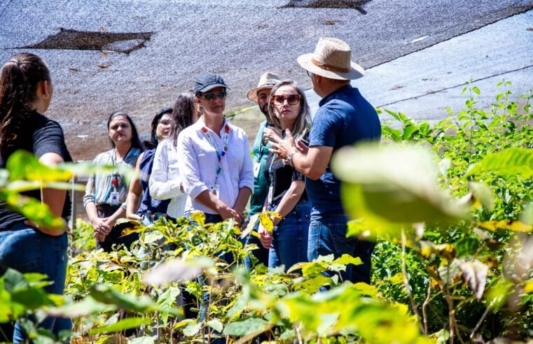 Cultivo na fazenda da Papuda viabiliza produção de mais de 50 mil fitoterápicos