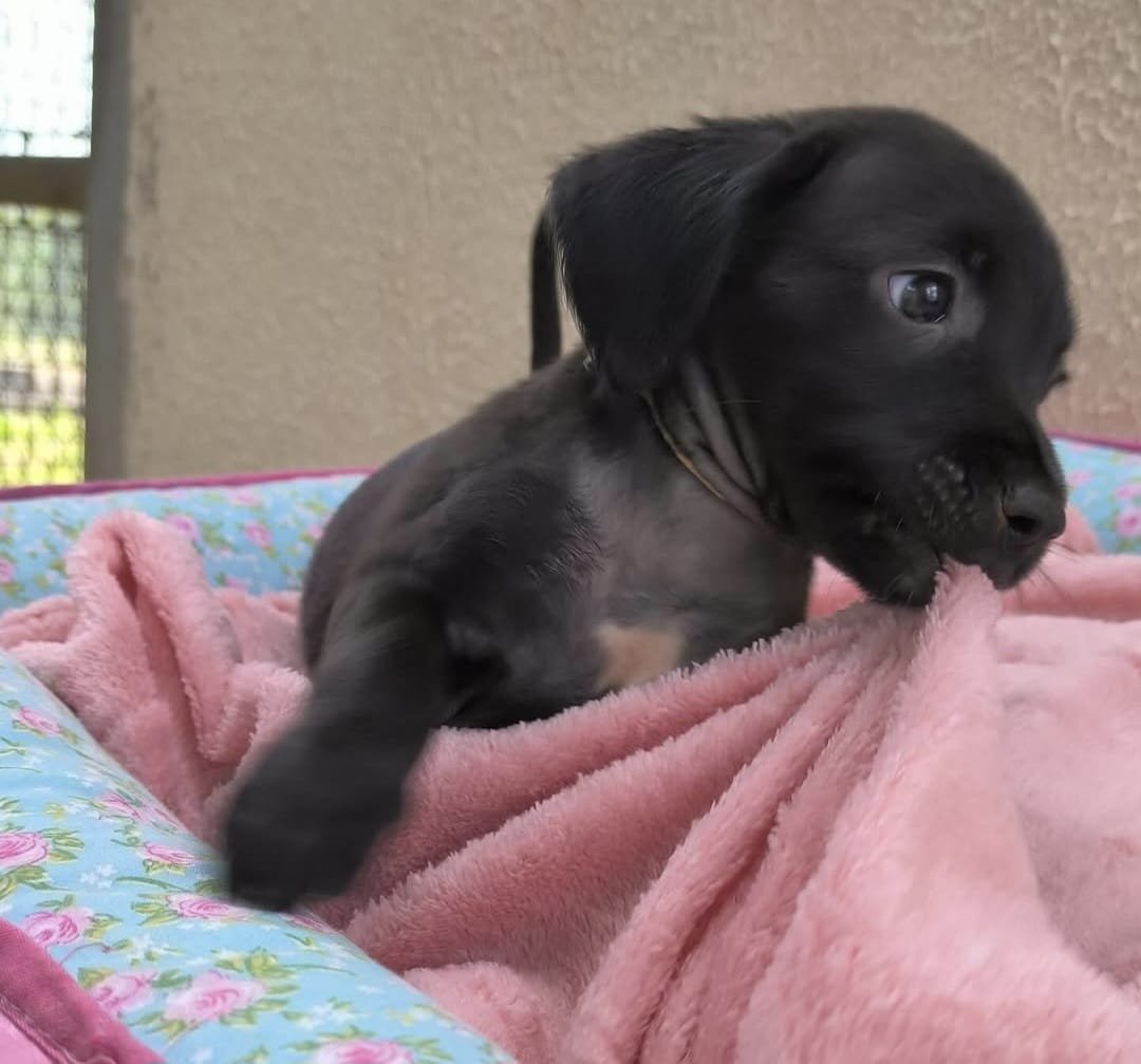 Feirinha de adoção neste sábado (15) busca famílias para pets Feirinha de adoção neste sábado (15) busca famílias para pets