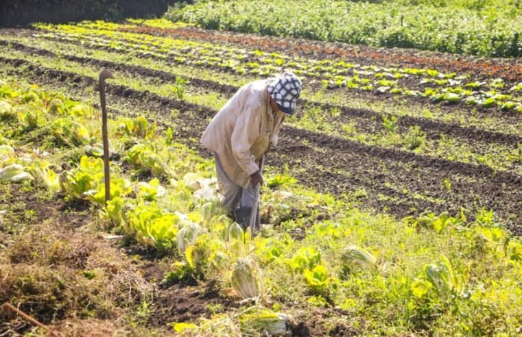 Governo do DF encaminha projeto de lei para regularizar terras urbanas com características rurais