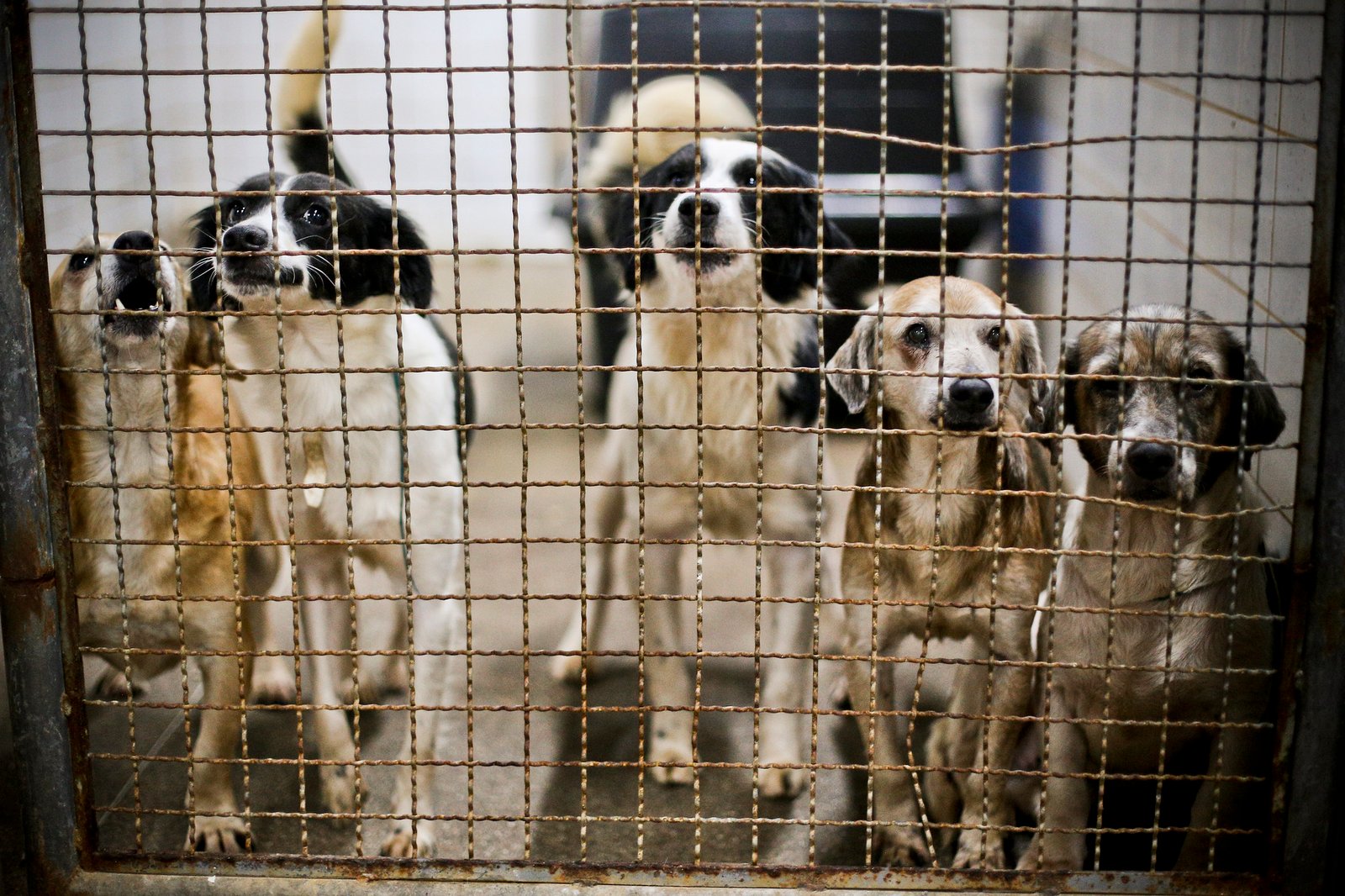 Iniciativa promove conscientização sobre bem-estar animal em escola da Estrutural Iniciativa promove conscientização sobre bem-estar animal em escola da Estrutural