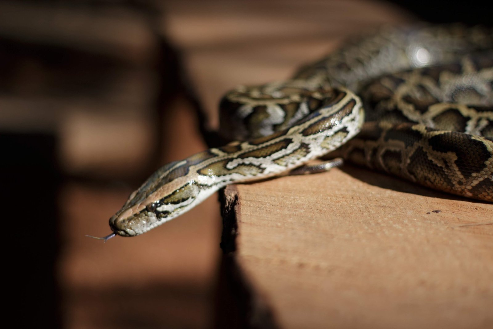 Inscrições para o Zoo Noturno serão abertas na sexta-feira (4) Inscrições para o Zoo Noturno serão abertas na sexta-feira (4)