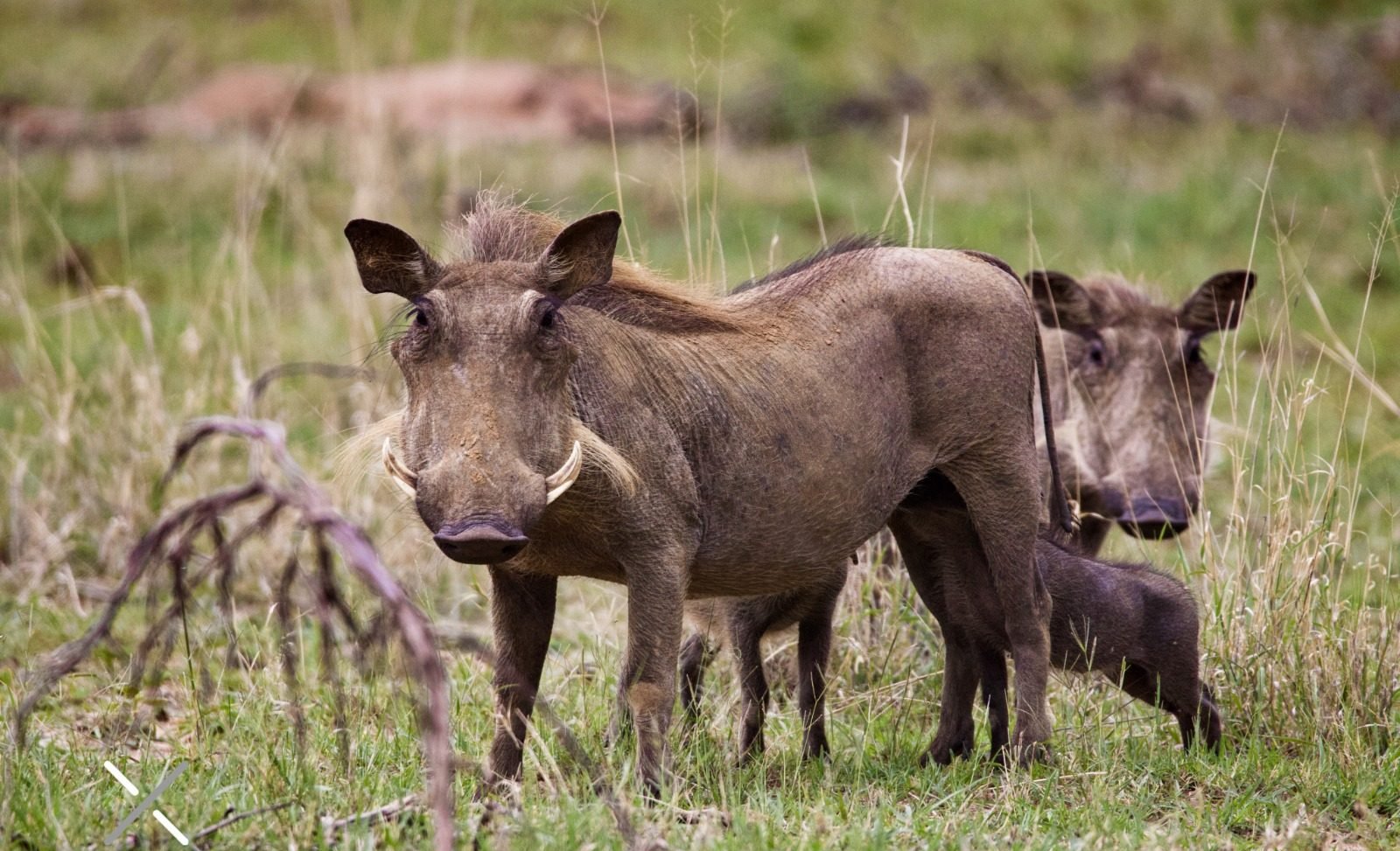 DF torna obrigatória a coleta de sangue em suínos selvagens abatidos
