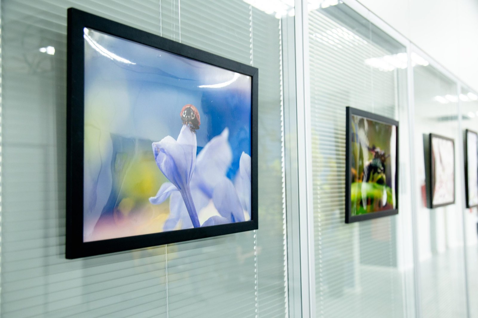 Espaço Qualidade de Vida do GDF recebe exposição ‘Insetos em Macrofotografia’ Espaço Qualidade de Vida do GDF recebe exposição ‘Insetos em Macrofotografia’