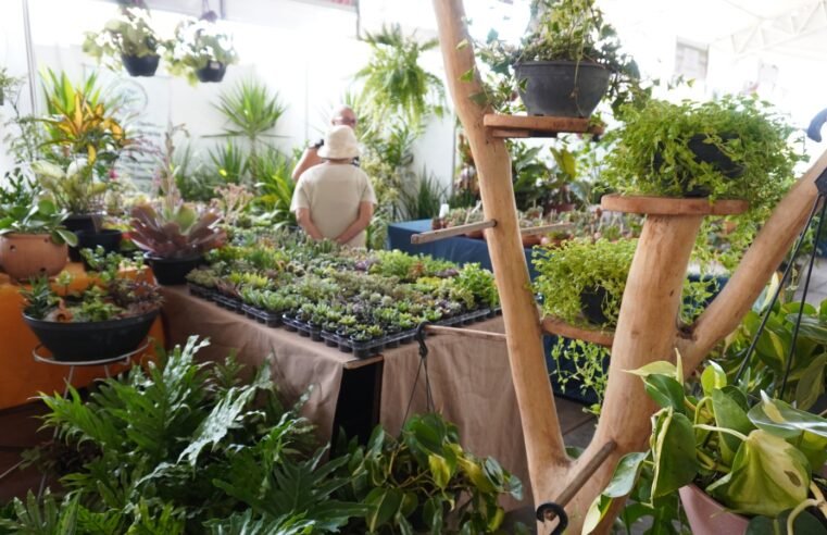 Florabraz marca presença na Feira da Goiaba com flores e plantas ornamentais até domingo (13)