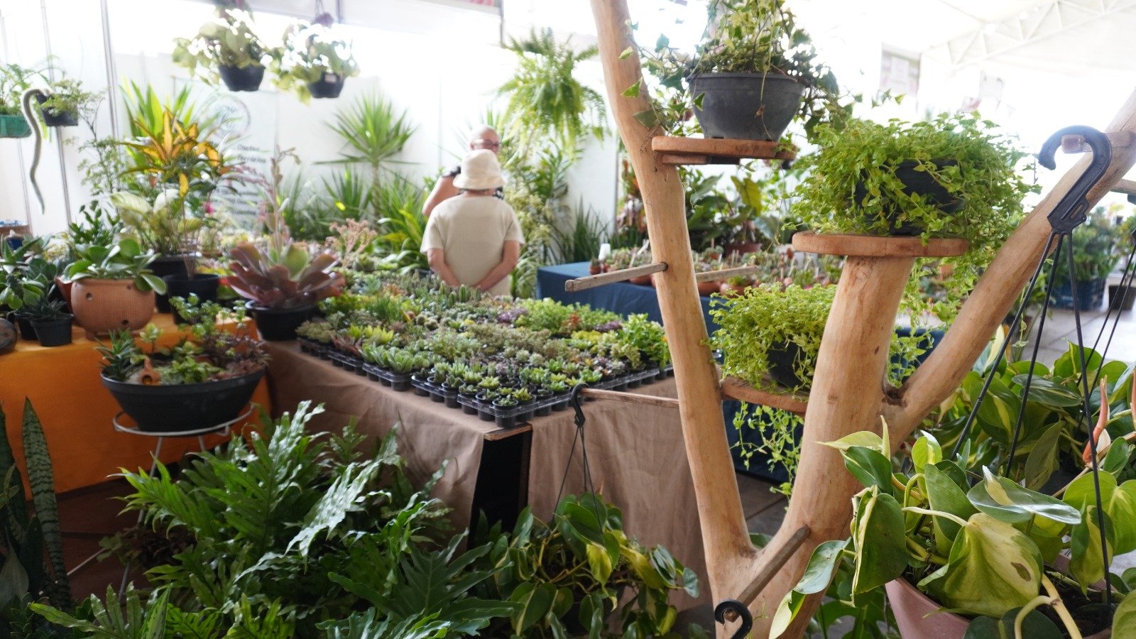 Florabraz marca presença na Feira da Goiaba com flores e plantas ornamentais até domingo (13) Florabraz marca presença na Feira da Goiaba com flores e plantas ornamentais até domingo (13)