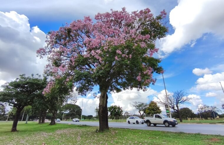 Floração das paineiras embeleza ainda mais as ruas e áreas públicas do Distrito Federal
