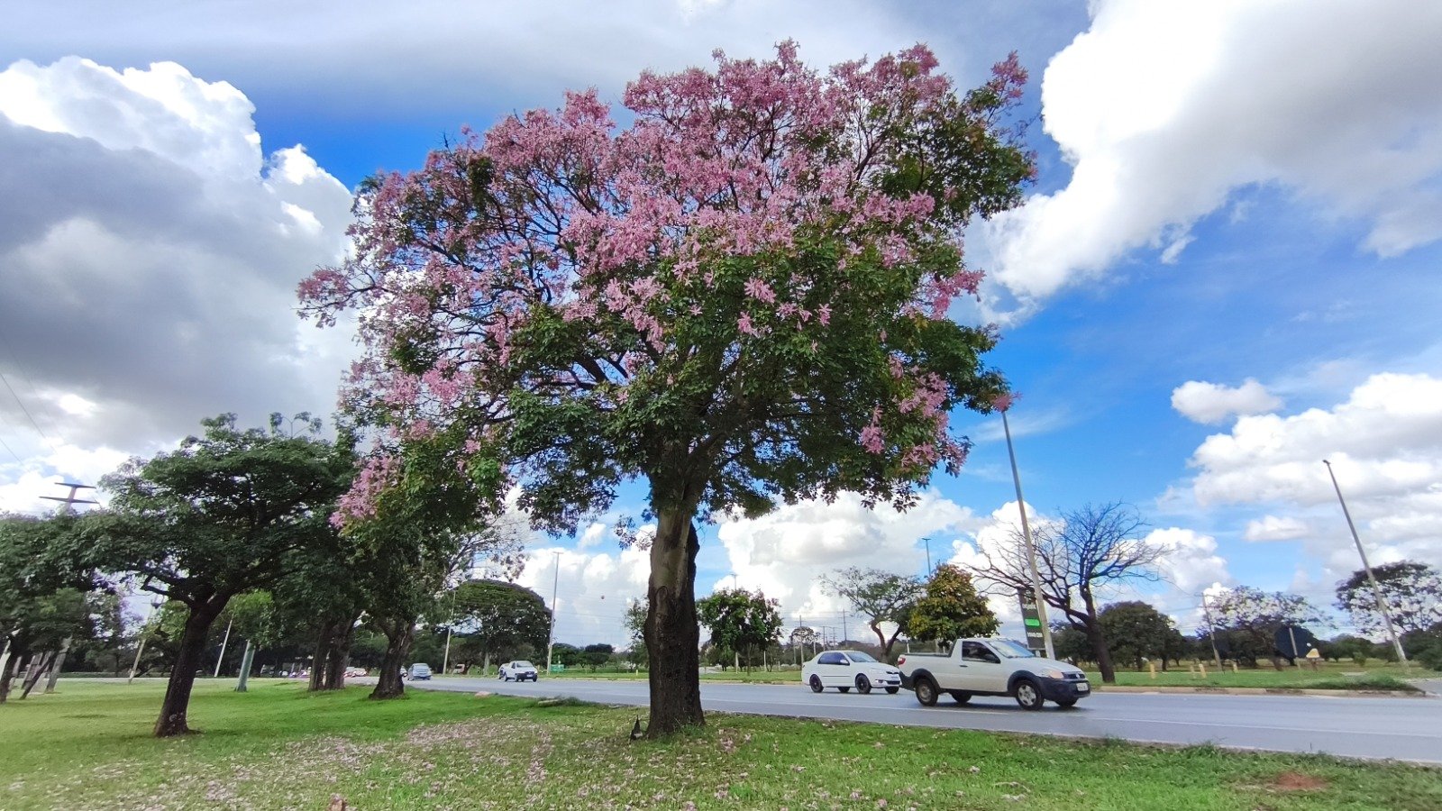 Floração das paineiras embeleza ainda mais as ruas e áreas públicas do Distrito Federal Floração das paineiras embeleza ainda mais as ruas e áreas públicas do Distrito Federal