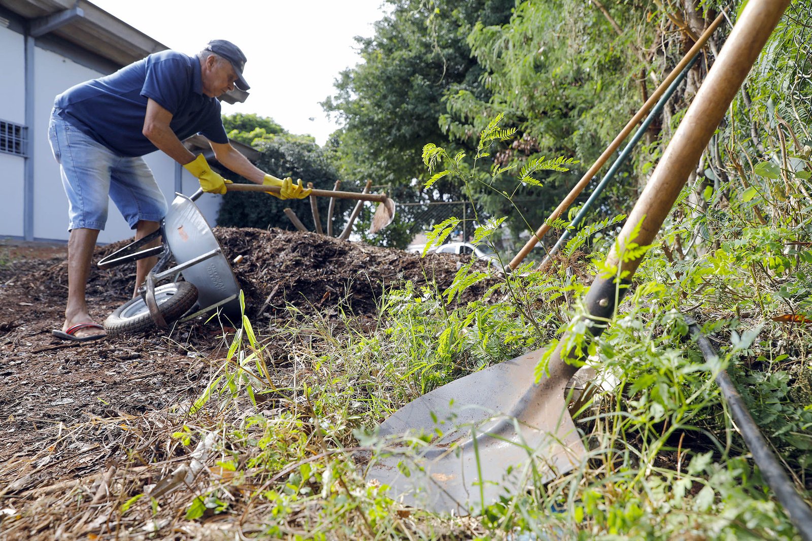 Hortos comunitários promovem bem-estar físico e mental nas unidades básicas de saúde do DF Hortos comunitários promovem bem-estar físico e mental nas unidades básicas de saúde do DF
