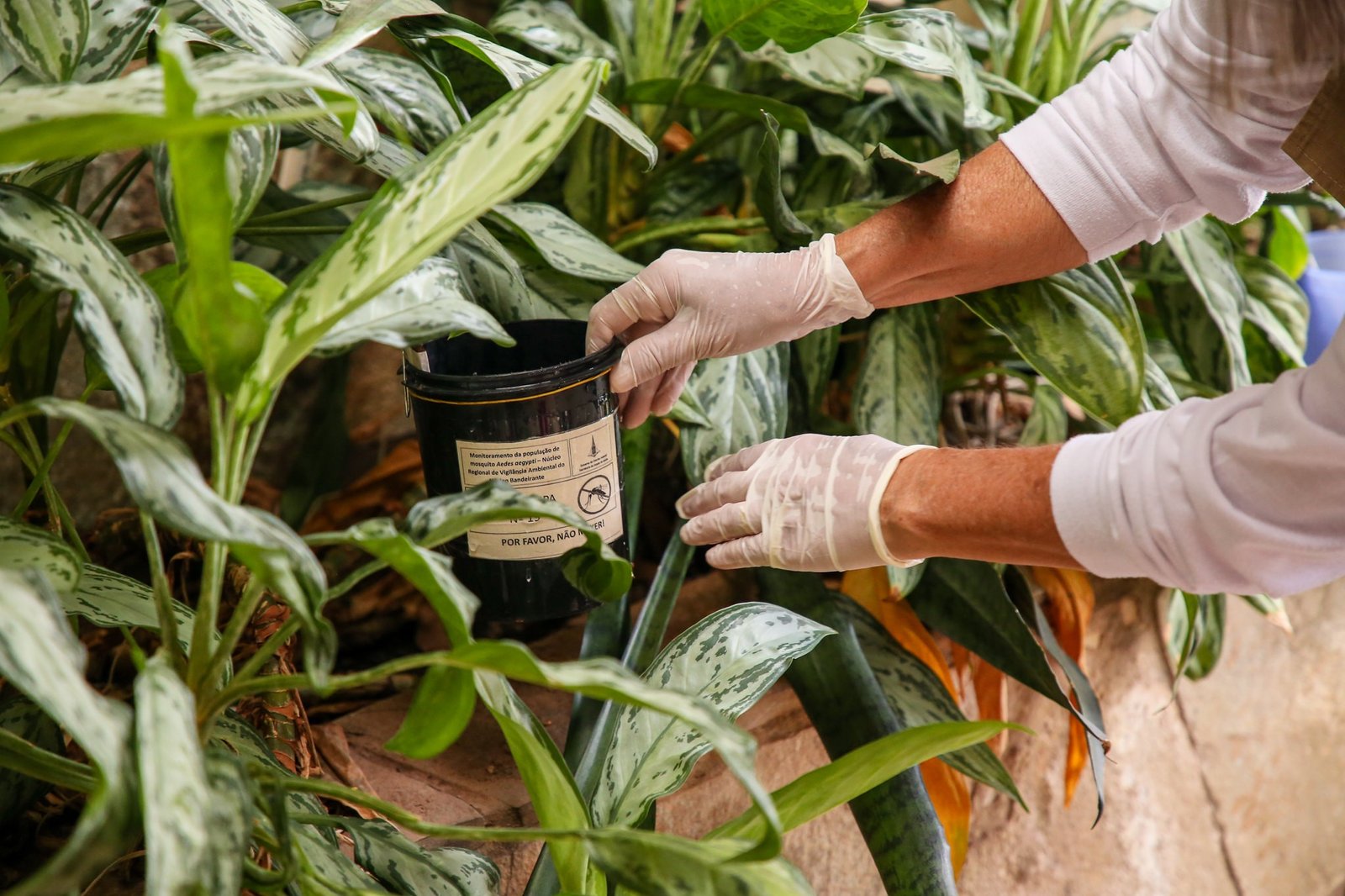 Não caia em fake news: Saiba como funcionam armadilhas contra o Aedes aegypti Não caia em fake news: Saiba como funcionam armadilhas contra o Aedes aegypti
