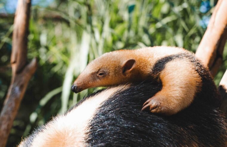 Paçoca é o nome do novo filhote de tamanduá-mirim do Zoo