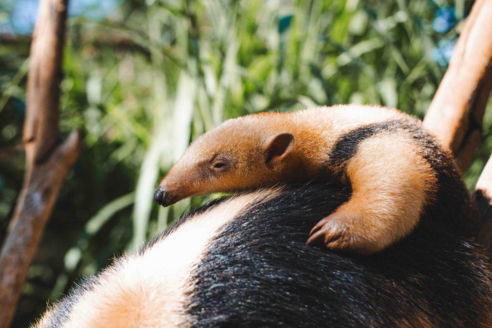 Paçoca é o nome do novo filhote de tamanduá-mirim do Zoo Paçoca é o nome do novo filhote de tamanduá-mirim do Zoo