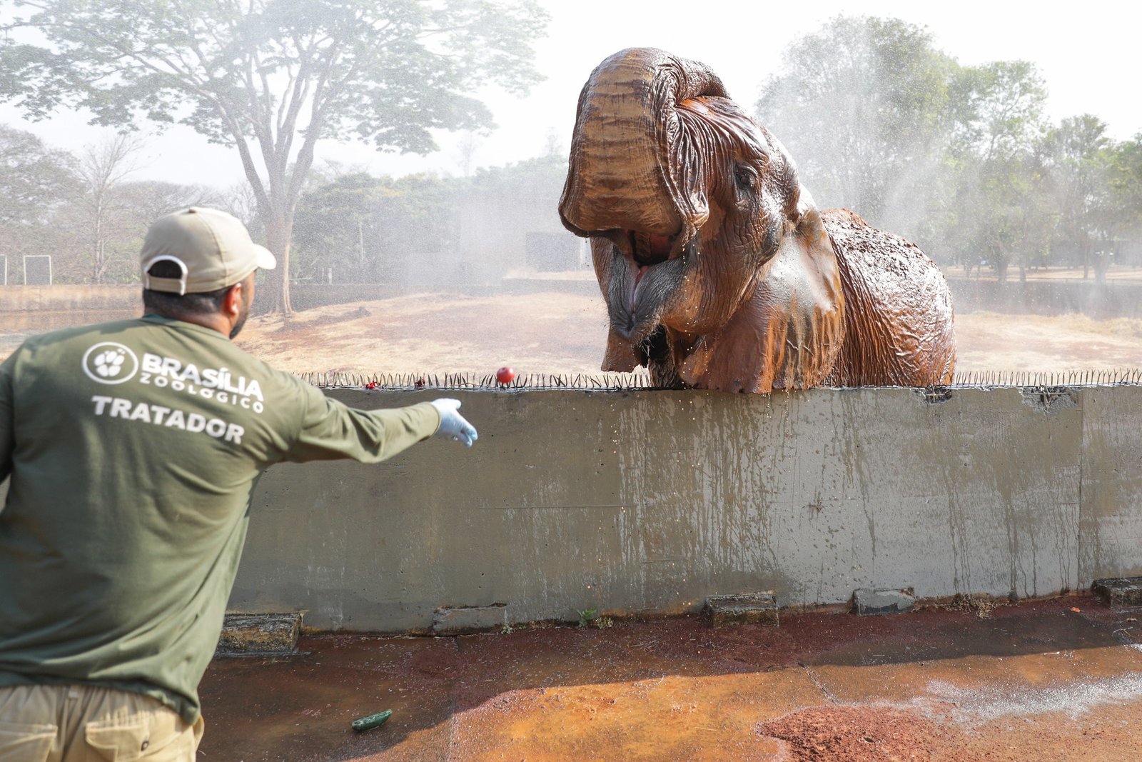 Visitas guiadas no Zoológico de Brasília e festivais marcam a agenda cultural do fim de semana Visitas guiadas no Zoológico de Brasília e festivais marcam a agenda cultural do fim de semana