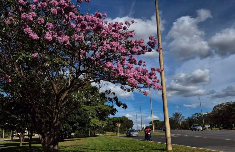 Começa a temporada dos ipês-roxos