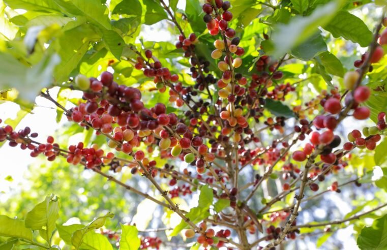 DF ganha Câmara Setorial da Cafeicultura para fortalecer a produção local e impulsionar a qualidade