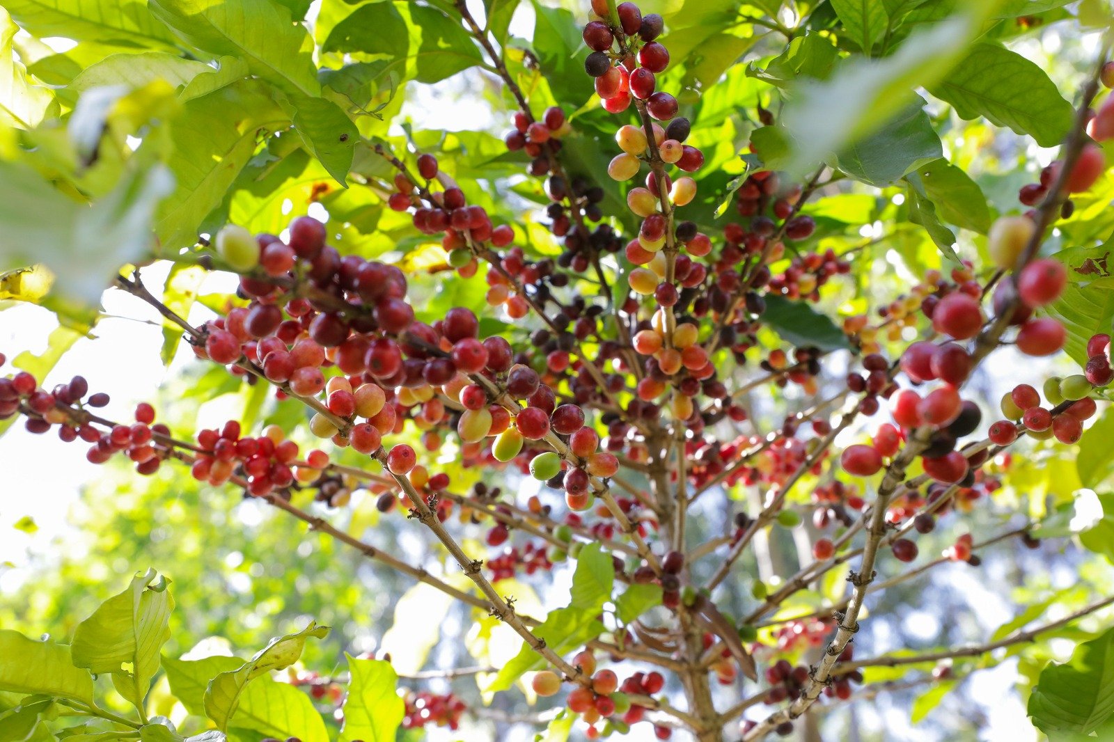 DF ganha Câmara Setorial da Cafeicultura para fortalecer a produção local e impulsionar a qualidade
