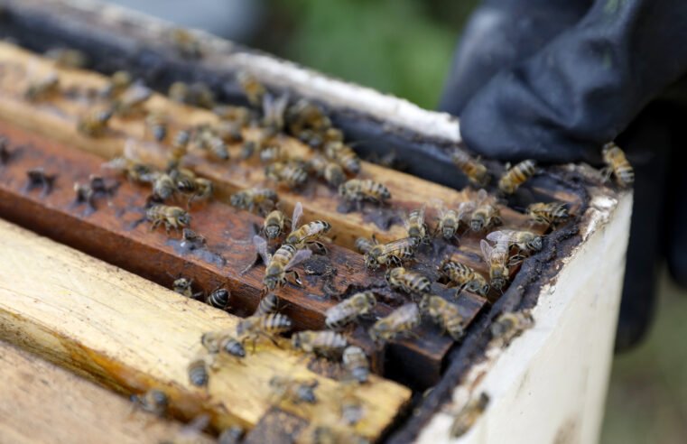 Estiagem favorece ataques de abelhas; saiba como agir