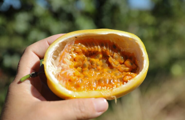 Fruticultura cresce no DF e aposta em tecnologias para aumentar produtividade