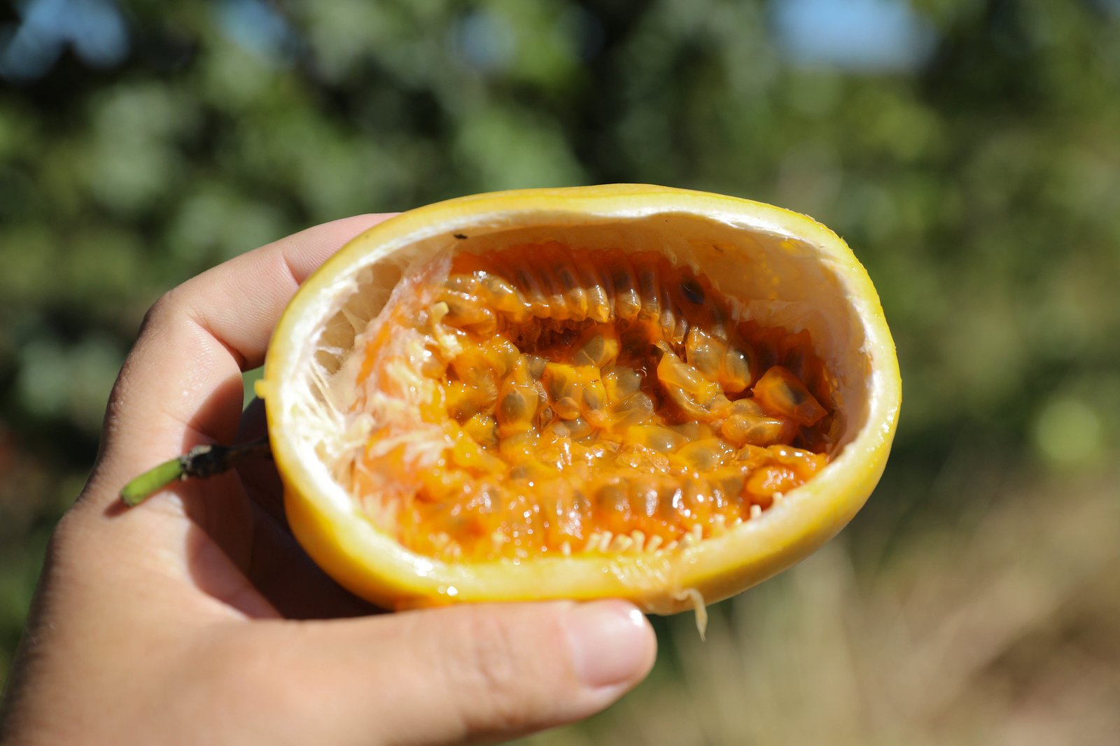 Fruticultura cresce no DF e aposta em tecnologias para aumentar produtividade