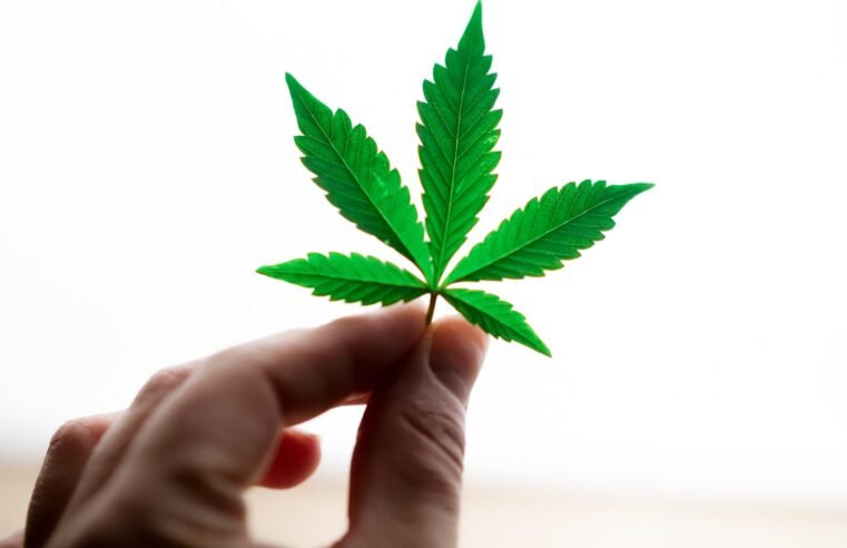 Homem autuado com 77 pés de maconha tem prisão preventiva decretada