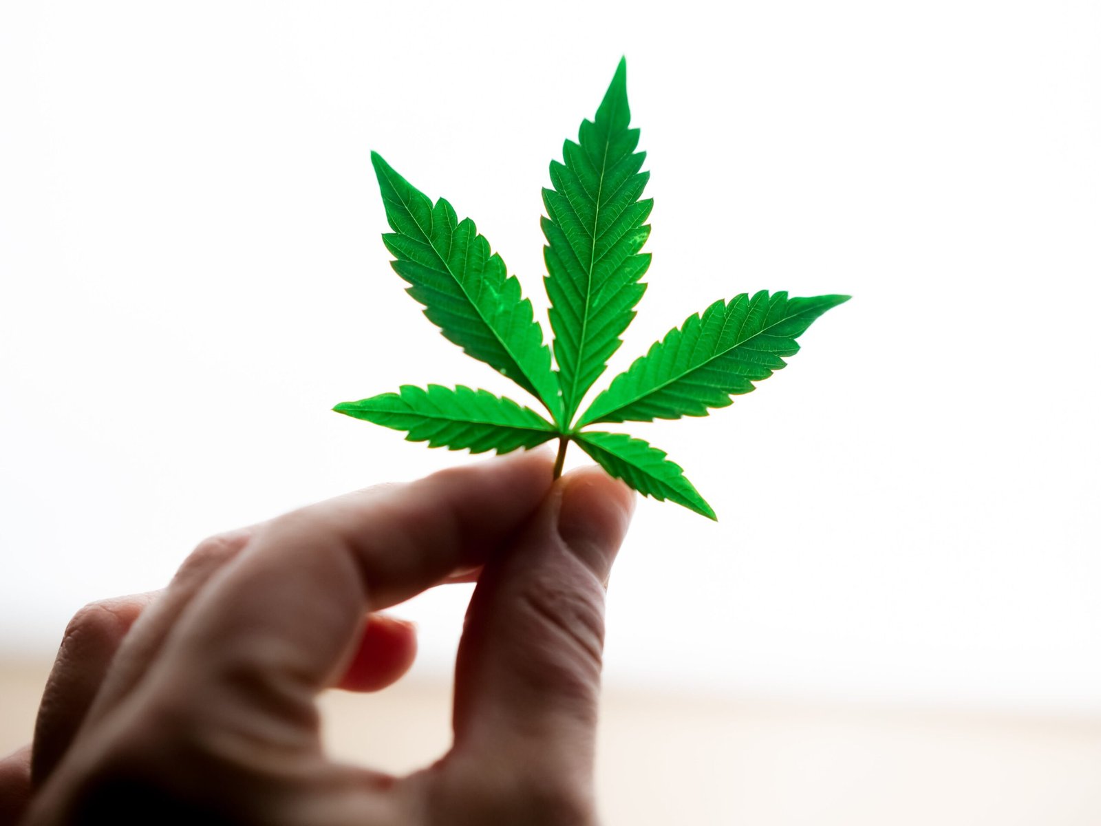 Homem autuado com 77 pés de maconha tem prisão preventiva decretada Homem autuado com 77 pés de maconha tem prisão preventiva decretada