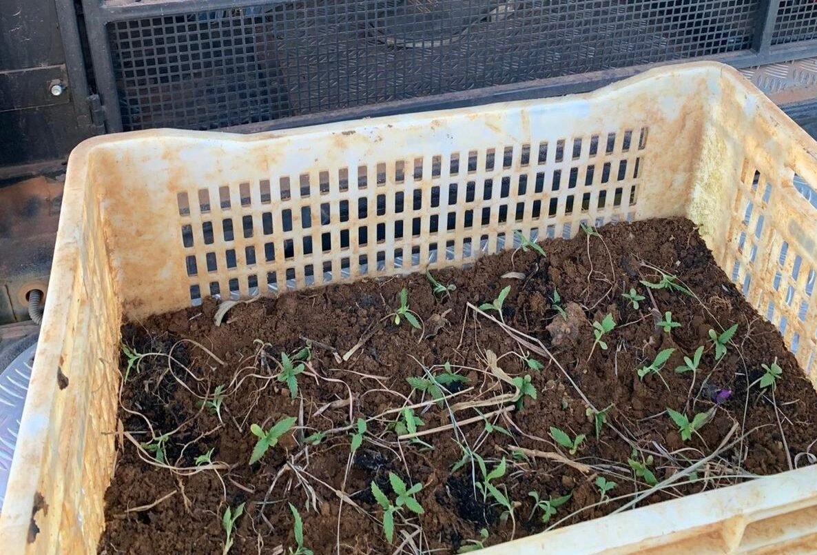 PMDF e ICMBio flagram plantação de maconha em área de preservação em Brazlândia PMDF e ICMBio flagram plantação de maconha em área de preservação em Brazlândia