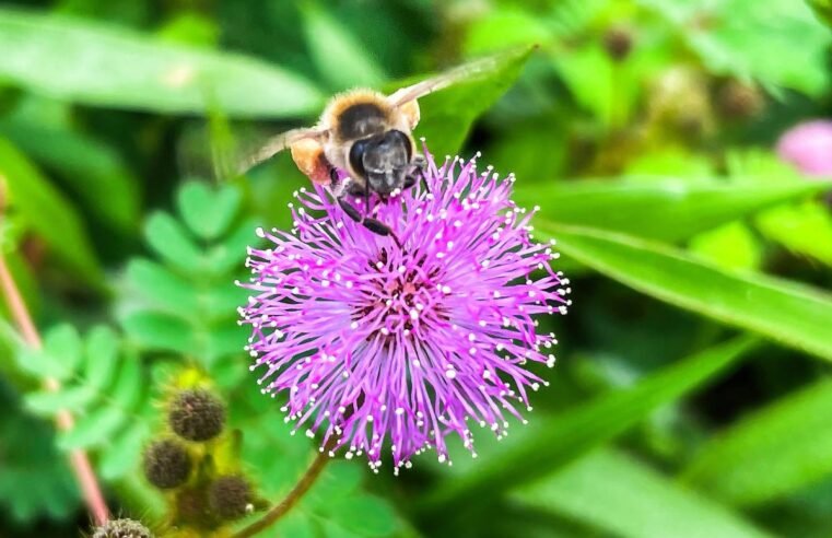 Projeto de lei proíbe agrotóxico com fipronil no DF