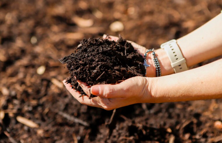 Rede de Hortos Agroflorestais Medicinais Biodinâmicos é regulamentada no DF