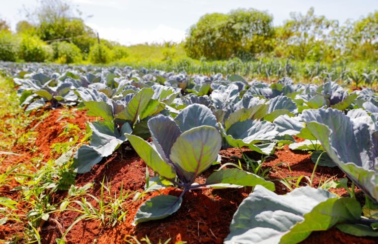 Seminário debate agricultura urbana, agrotóxicos e saúde no Distrito Federal