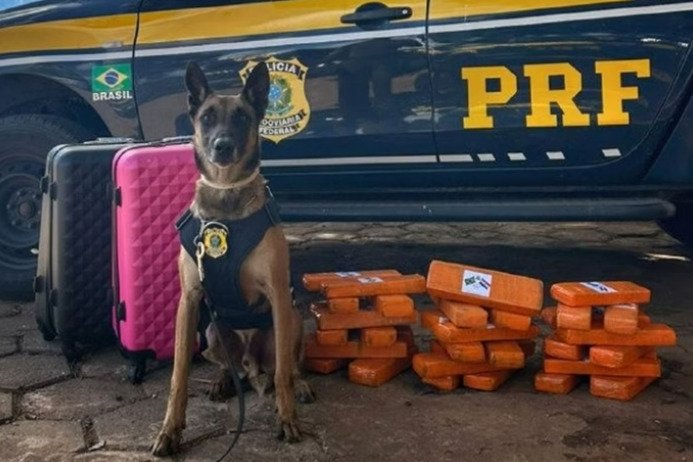 Cão policial fareja 25 kg de maconha escondidos em malas durante fiscalização da PRF na BR-020 Cão policial fareja 25 kg de maconha escondidos em malas durante fiscalização da PRF na BR-020