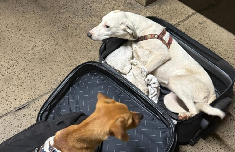 Casal é preso por maus-tratos após transportar cães amarrados dentro de malas na Rodoviária de Brasília