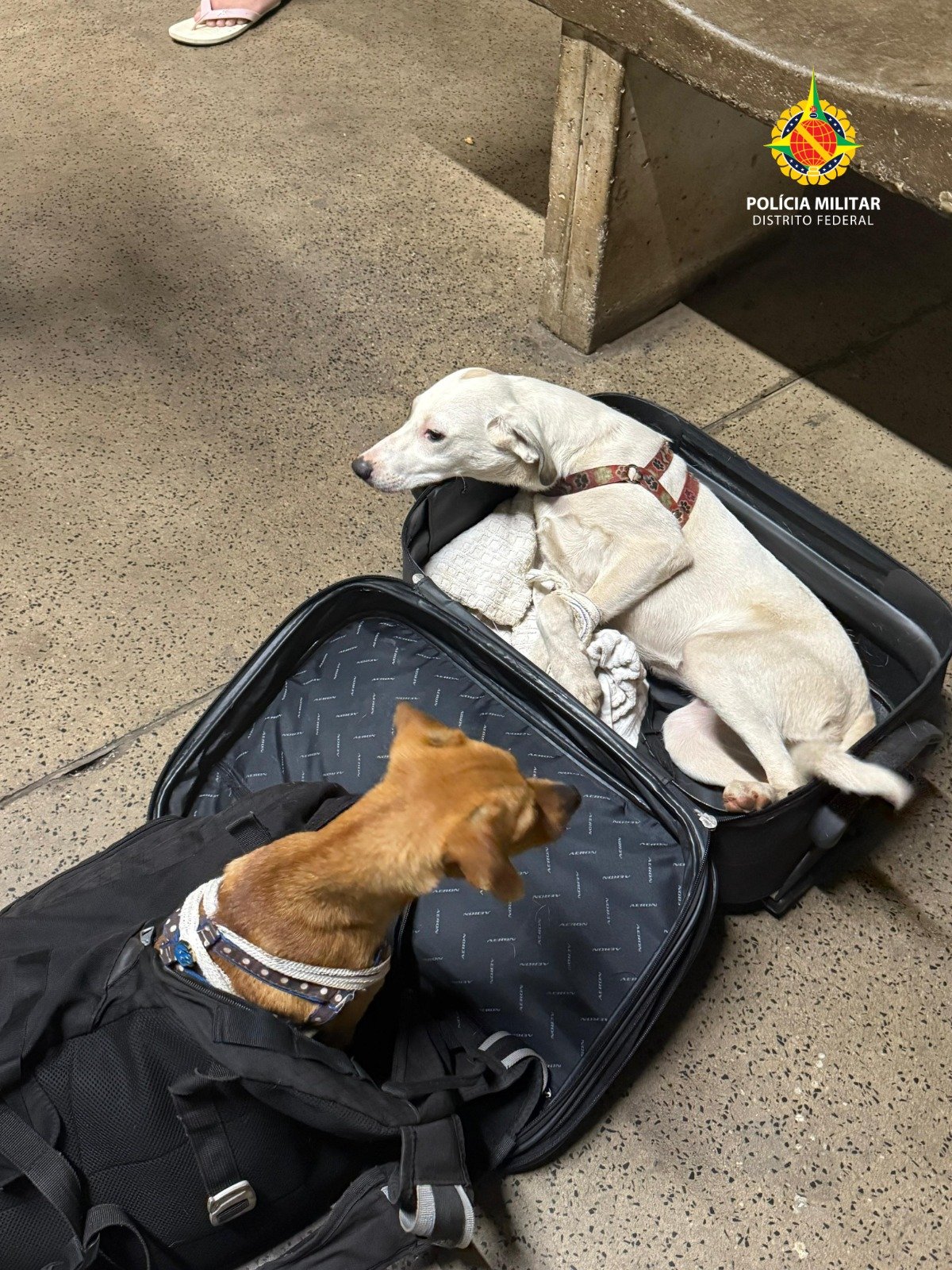 Casal é preso por maus-tratos após transportar cães amarrados dentro de malas na Rodoviária de Brasília Casal é preso por maus-tratos após transportar cães amarrados dentro de malas na Rodoviária de Brasília