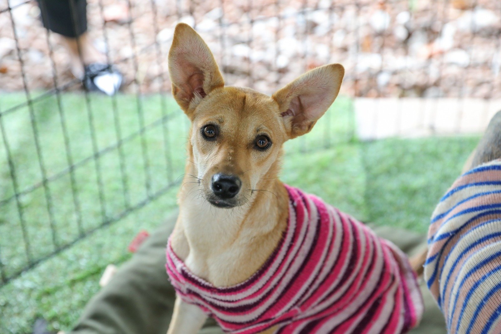 Com temperaturas mais baixas, tutores devem reforçar cuidados com a saúde dos animais