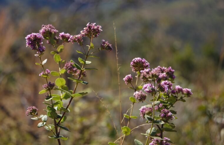 Distrito Federal registra redução histórica de 95,1% no desmatamento do Cerrado em 2024
