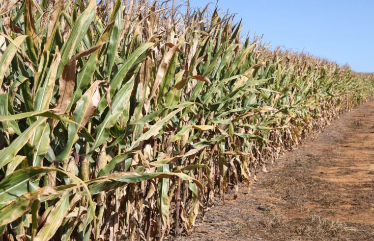 Distrito Federal se destaca na produção de grãos e cereais e registra a maior safra da história